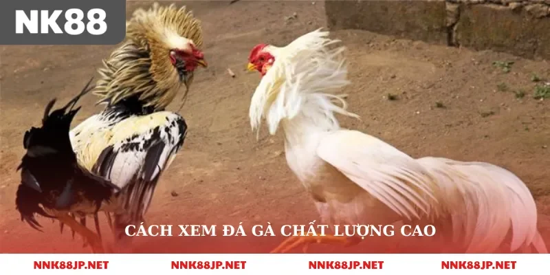 Cách xem đá gà chất lượng cao